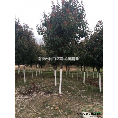 江蘇桂花2*新報價/桂花2圖片