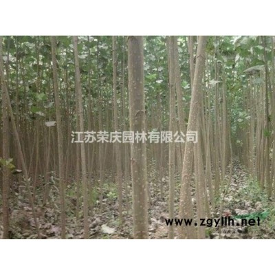 江蘇常年供應規格4公分~15公分桂花樹