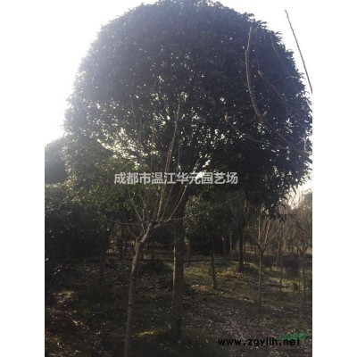供應成都15公分市政苗桂花行道樹