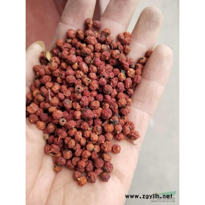九江杜英小苗批發(fā) 杜英杯苗 杜英樹苗偉創(chuàng)園林報(bào)價(jià)