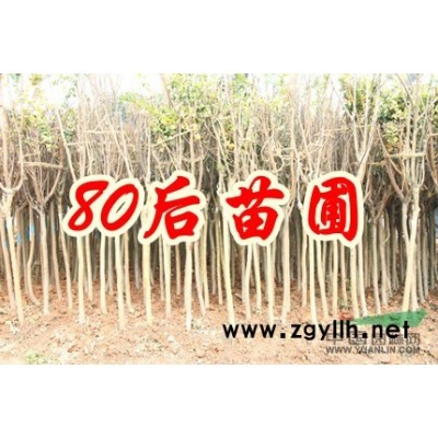 八月桂花樹價格表 2016年桂花價格參考