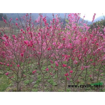 山杜英8報價/福建山杜英8報價