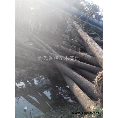 杜英基地，批發山杜英新種子，杜英種子價格