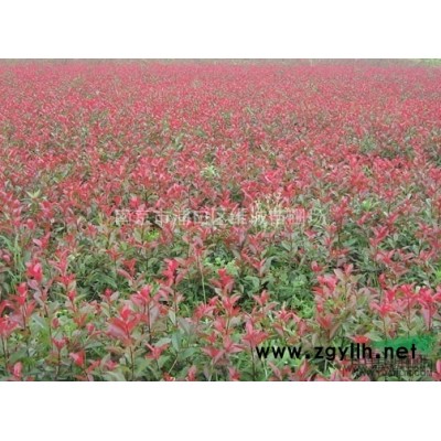 南京雪松價格，廣玉蘭價格，大葉女貞價格、香樟價格、紅葉石楠價