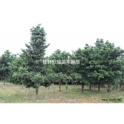 桂林地區大量供應10-40公分桂花樹