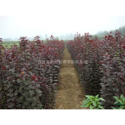 桂花 *新桂花報(bào)價(jià) 桂花照片 桂花規(guī)格*