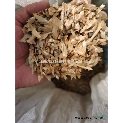 5公分杜英裝車現(xiàn)場(chǎng) 江西杜英樹(shù)苗價(jià)格 杜英小苗批發(fā)