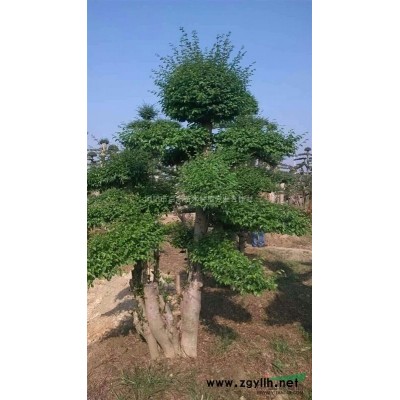 湖南桂花樹/湖南桂花樹供應