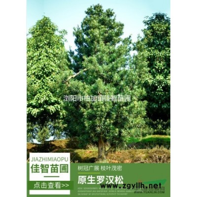 瀏陽市佳智苗圃全年低價供應精品香樟/精品桂花/精品廣玉蘭