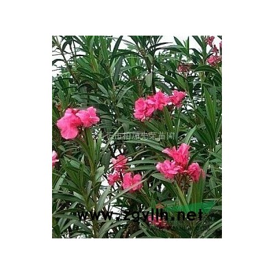 湖南移栽大桂花移植大桂花30-40公分大桂花樹