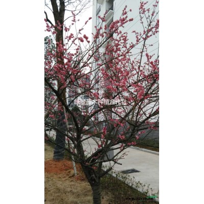 供應大量福建中華杜英 無中介