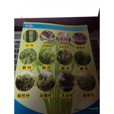 大葉女貞，合歡，杜英，櫸樹，喜樹
