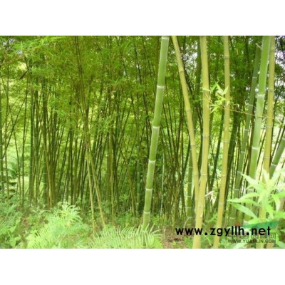 大葉女貞行情報(bào)價(jià)\大葉女貞圖片展示