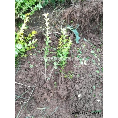 桂花樹基地 桂花樹10公分價格 生長環境及品種分類量大優惠