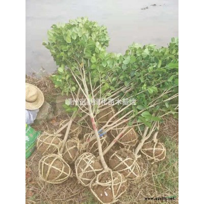 優質特價桂花產地直銷