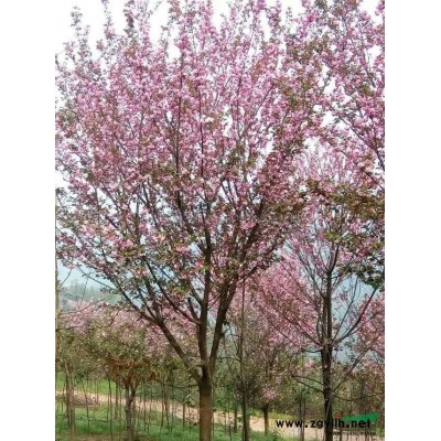 成都地區供應桂花