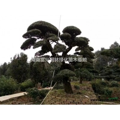 湖南3桿杜英價格，湖南5桿杜英直銷，叢生杜英價格，多桿杜英