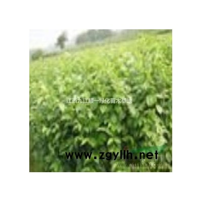 大小規格桂花小苗5基地