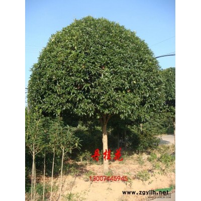 低價(jià)處理桂花
