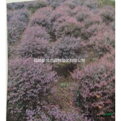 桂花  八月桂  四季桂 浦城丹桂供應2-13公分