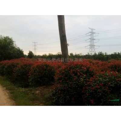安徽肥西供應紅葉李，女貞，桂花，樸樹，烏桕，三角楓，紫薇
