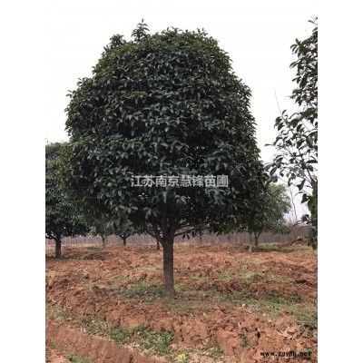 南京桂花行情報價\南京桂花圖片展示