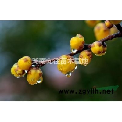 這是今天從自家基地實(shí)拍的杜英圖片 湖南杜英基地 長沙杜英基地