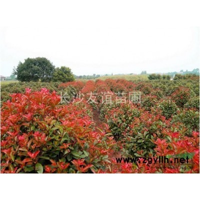 供應杜英，湖南杜英，杜英工程用苗