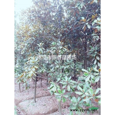 江蘇地區(qū)供應(yīng)15公分獨桿桂花