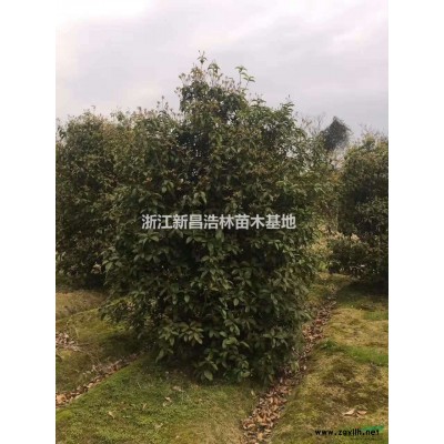 桂花專供，2金桂+丹桂+四季桂，桂花3米5米價格