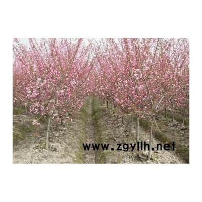 徑2-50公分臭椿、木瓜、楊梅、旱柳、速生楊、杜英、香花槐樹(shù)