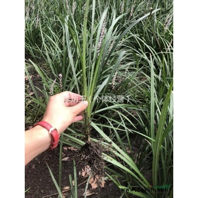 米徑12公分杜英批發(fā).成都杜英批發(fā)種植基地.杜英批發(fā)價(jià)格