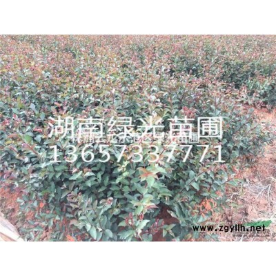 湖南杜英,湖南株洲杜蓉,切桿杜英,多桿杜蓉,移栽杜英