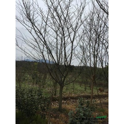 桂花 獨(dú)本金桂  精品苗