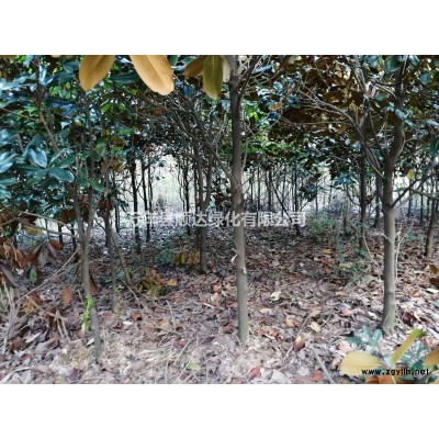 征地低價拋售，移栽杜英，地徑3-10公分，價格電議