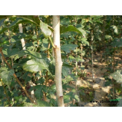 嫁接5公分桂花樹