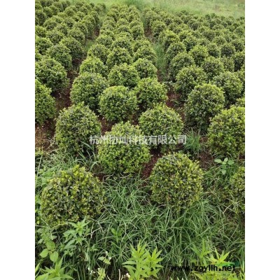 協(xié)燦苗木雞爪槭紅楓櫻花基地