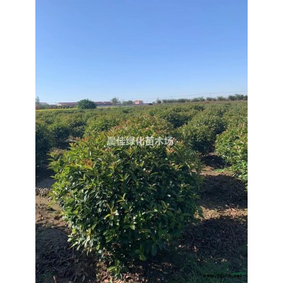 馬褂木種子
