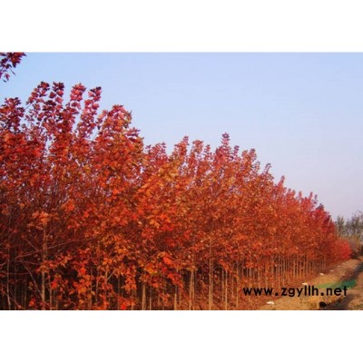 高桿紅楓