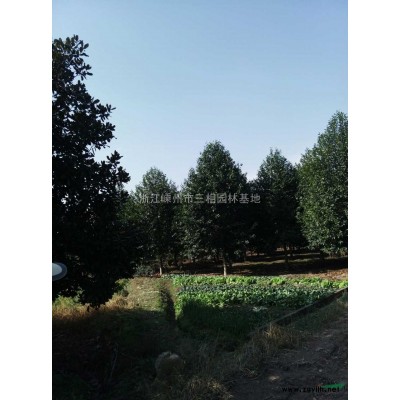 供應樂昌含笑，紅楓，馬褂木等