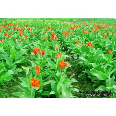 *范圍內(nèi)配送 自產(chǎn)紅楓 紅楓小苗 紅楓種子