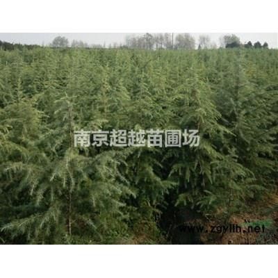 湯泉馬褂木價格/湯泉馬褂木樹價格多少錢一棵