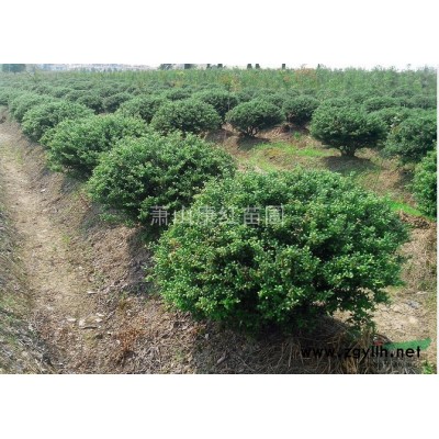 浙江蕭山供應——桂花（規格齊）