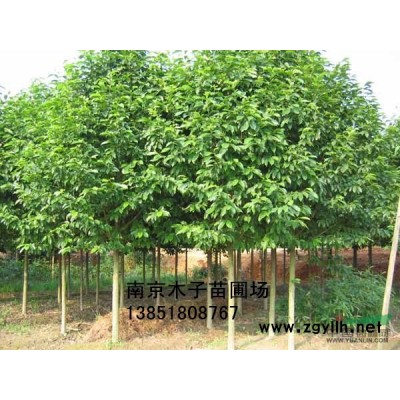 江蘇馬褂木1*新報價/馬褂木1圖片