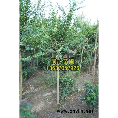 安徽*便宜桂花（1）/*便宜桂花（1）供應/安徽*便宜桂花（1）批發/安徽*便宜桂花（1）/*便宜桂花（1）供應/安徽*便宜桂花（1）供應/安徽*便宜桂花（1）/*便宜桂花（1）供應/安徽*便宜桂花（
