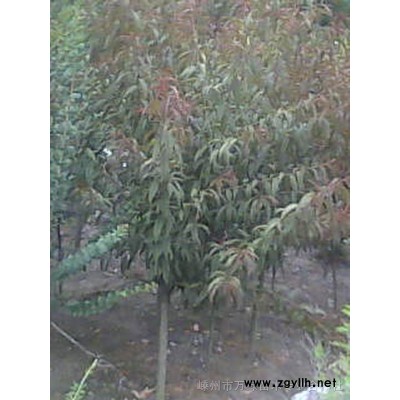 紅楓小苗