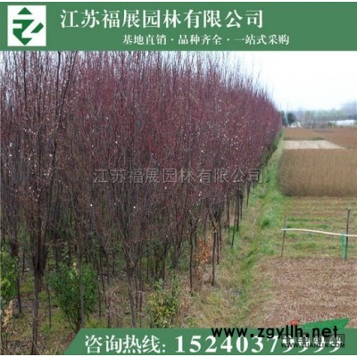江蘇紅楓 江蘇紅楓價格/批發(fā)