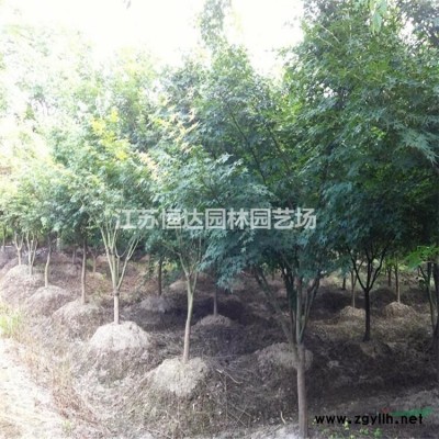 馬褂木苗木