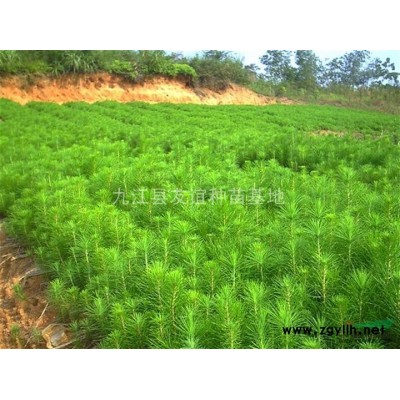桂花種子 桂花種子價格
