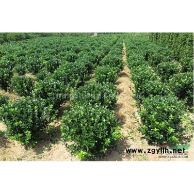 江蘇馬褂木價格|馬褂木苗木供應基地
